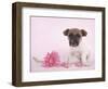 Widget-Rachael Hale-Framed Photographic Print