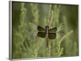 Widow Dragonfly or Widow Damselfly Perched, Boyd Lake State Park, Colorado, USA-James Hager-Framed Photographic Print