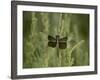 Widow Dragonfly or Widow Damselfly Perched, Boyd Lake State Park, Colorado, USA-James Hager-Framed Photographic Print
