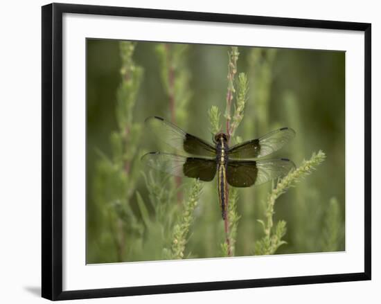 Widow Dragonfly or Widow Damselfly Perched, Boyd Lake State Park, Colorado, USA-James Hager-Framed Photographic Print