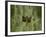 Widow Dragonfly or Widow Damselfly Perched, Boyd Lake State Park, Colorado, USA-James Hager-Framed Photographic Print