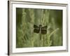Widow Dragonfly or Widow Damselfly Perched, Boyd Lake State Park, Colorado, USA-James Hager-Framed Photographic Print