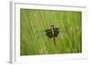 Widow Skimmer Female, Marion Co. Il-Richard ans Susan Day-Framed Photographic Print