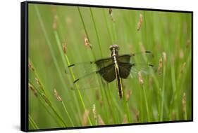 Widow Skimmer Female, Marion Co. Il-Richard ans Susan Day-Framed Stretched Canvas