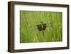 Widow Skimmer Female, Marion Co. Il-Richard ans Susan Day-Framed Photographic Print