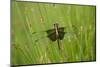 Widow Skimmer Female, Marion Co. Il-Richard ans Susan Day-Mounted Photographic Print