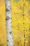 Birch Tree (Betula Verrucosa or Pubescens) Oulanka, Finland, September 2008-Widstrand-Photographic Print