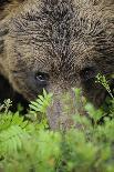 Eurasian Brown Bear (Ursus Arctos) Close-Up of Face, Suomussalmi, Finland, July-Widstrand-Photographic Print