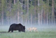 European Grey Wolf (Canis Lupus) Interacting with European Brown Bear (Ursus Arctos) Kuhmo, Finland-Widstrand-Photographic Print