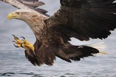 White-Tailed Sea Eagle (Haliaetus Albicilla) About to Take Fish from Water, Flatanger, Norway, June-Widstrand-Photographic Print