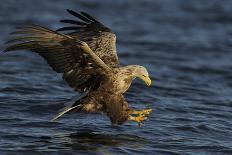 White-Tailed Sea Eagle (Haliaetus Albicilla) About to Take Fish from Water, Flatanger, Norway, June-Widstrand-Photographic Print