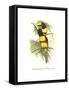 Wied's Aracari - Black Necked-John Gould-Framed Stretched Canvas