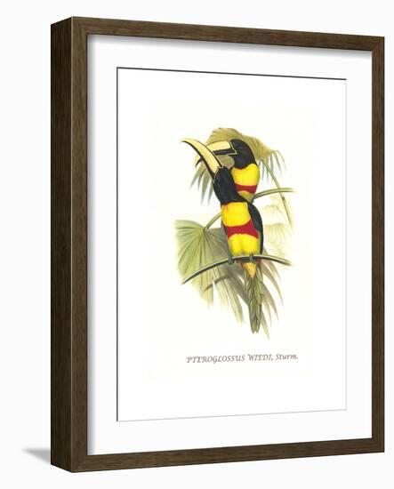 Wied's Aracari - Black Necked-John Gould-Framed Art Print