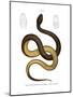 Wied's Keelback-null-Mounted Giclee Print