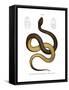 Wied's Keelback-null-Framed Stretched Canvas