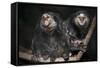 Wied's Marmosets (Callithrix Kulii)-Scott T. Smith-Framed Stretched Canvas