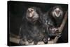Wied's Marmosets (Callithrix Kulii)-Scott T. Smith-Stretched Canvas