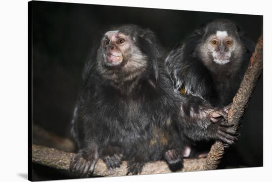 Wied's Marmosets (Callithrix Kulii)-Scott T. Smith-Stretched Canvas
