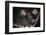 Wied's Marmosets (Callithrix Kulii)-Scott T. Smith-Framed Premium Photographic Print