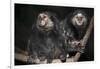 Wied's Marmosets (Callithrix Kulii)-Scott T. Smith-Framed Photographic Print