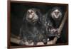 Wied's Marmosets (Callithrix Kulii)-Scott T. Smith-Framed Photographic Print