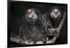 Wied's Marmosets (Callithrix Kulii)-Scott T. Smith-Framed Photographic Print