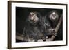 Wied's Marmosets (Callithrix Kulii)-Scott T. Smith-Framed Photographic Print