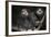 Wied's Marmosets (Callithrix Kulii)-Scott T. Smith-Framed Photographic Print