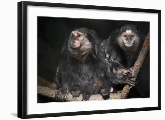 Wied's Marmosets (Callithrix Kulii)-Scott T. Smith-Framed Photographic Print