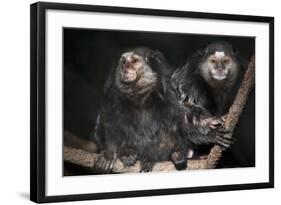 Wied's Marmosets (Callithrix Kulii)-Scott T. Smith-Framed Photographic Print