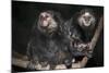 Wied's Marmosets (Callithrix Kulii)-Scott T. Smith-Mounted Photographic Print
