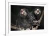 Wied's Marmosets (Callithrix Kulii)-Scott T. Smith-Framed Photographic Print