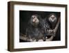 Wied's Marmosets (Callithrix Kulii)-Scott T. Smith-Framed Photographic Print