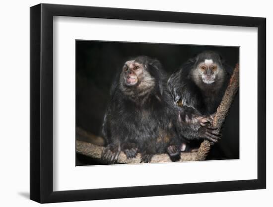 Wied's Marmosets (Callithrix Kulii)-Scott T. Smith-Framed Photographic Print