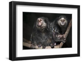 Wied's Marmosets (Callithrix Kulii)-Scott T. Smith-Framed Photographic Print