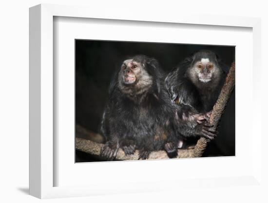 Wied's Marmosets (Callithrix Kulii)-Scott T. Smith-Framed Photographic Print