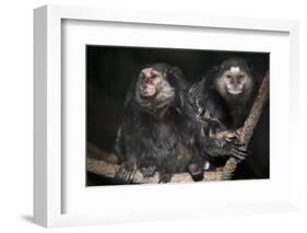 Wied's Marmosets (Callithrix Kulii)-Scott T. Smith-Framed Photographic Print