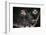 Wied's Marmosets (Callithrix Kulii)-Scott T. Smith-Framed Photographic Print