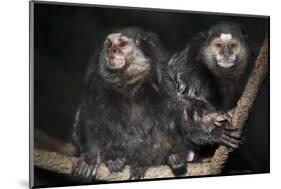 Wied's Marmosets (Callithrix Kulii)-Scott T. Smith-Mounted Photographic Print