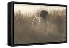 Wiemaraner Standing in Dewy Meadow Grass and Spiderwebs in Mid-October, Colchester-Lynn M^ Stone-Framed Stretched Canvas