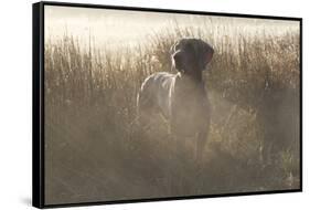 Wiemaraner Standing in Dewy Meadow Grass and Spiderwebs in Mid-October, Colchester-Lynn M^ Stone-Framed Stretched Canvas