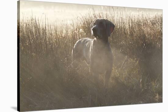 Wiemaraner Standing in Dewy Meadow Grass and Spiderwebs in Mid-October, Colchester-Lynn M^ Stone-Stretched Canvas