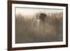 Wiemaraner Standing in Dewy Meadow Grass and Spiderwebs in Mid-October, Colchester-Lynn M^ Stone-Framed Photographic Print