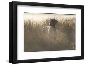 Wiemaraner Standing in Dewy Meadow Grass and Spiderwebs in Mid-October, Colchester-Lynn M^ Stone-Framed Photographic Print