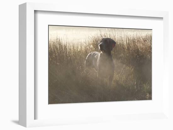 Wiemaraner Standing in Dewy Meadow Grass and Spiderwebs in Mid-October, Colchester-Lynn M^ Stone-Framed Photographic Print