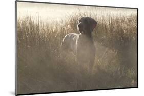 Wiemaraner Standing in Dewy Meadow Grass and Spiderwebs in Mid-October, Colchester-Lynn M^ Stone-Mounted Photographic Print
