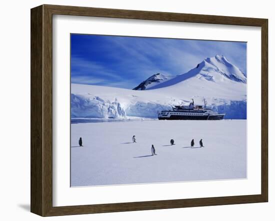 Wiencke Island, Port Lockroy, Gentoo Penguins on Sea-Ice with Cruise Ship Beyond, Antarctica-Allan White-Framed Photographic Print