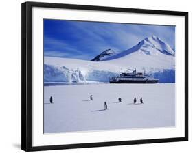 Wiencke Island, Port Lockroy, Gentoo Penguins on Sea-Ice with Cruise Ship Beyond, Antarctica-Allan White-Framed Photographic Print