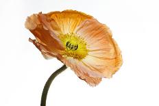 Poppy 05-Wiff Harmer-Giclee Print