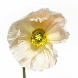 Poppy 12-Wiff Harmer-Giclee Print